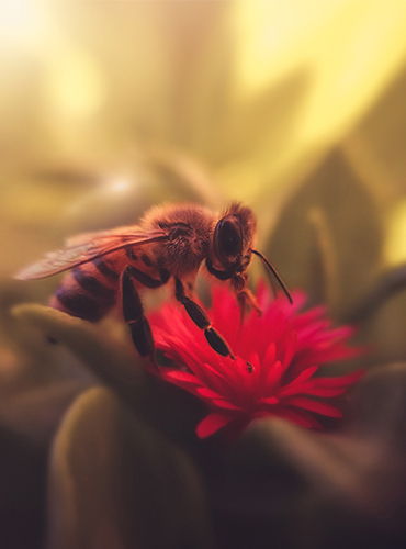 Image of Bee pollinating flower